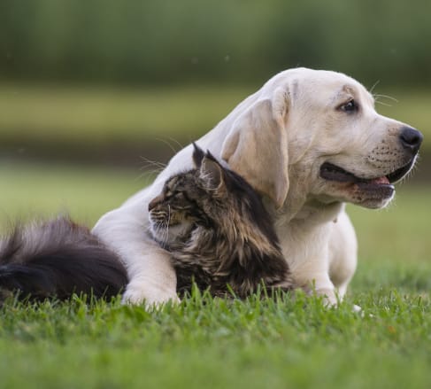 pet A dog and cat